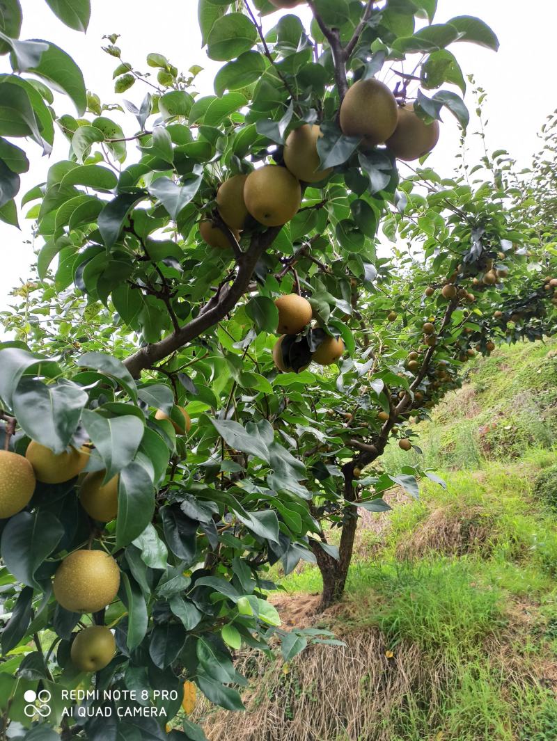 代办，零售，建宁黄花梨.翠冠梨,黄桃
