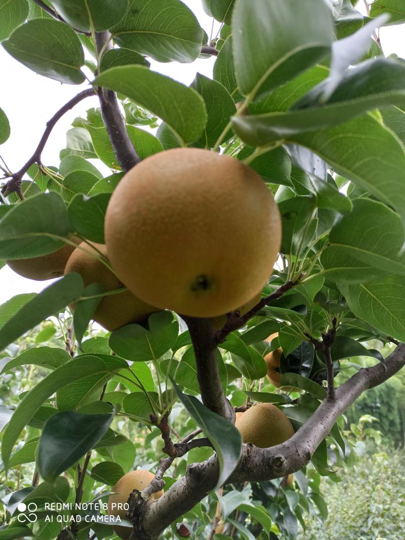 代办，零售，建宁黄花梨.翠冠梨,黄桃