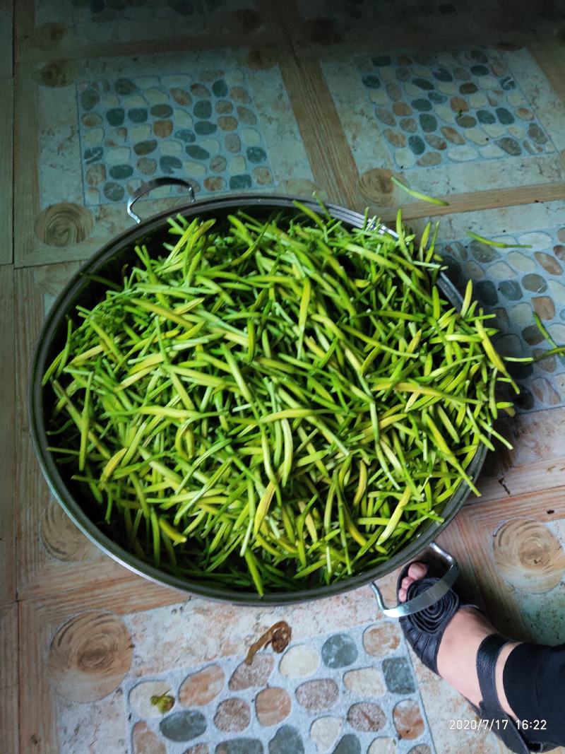 武陵山区高山黄花菜干品黄花干