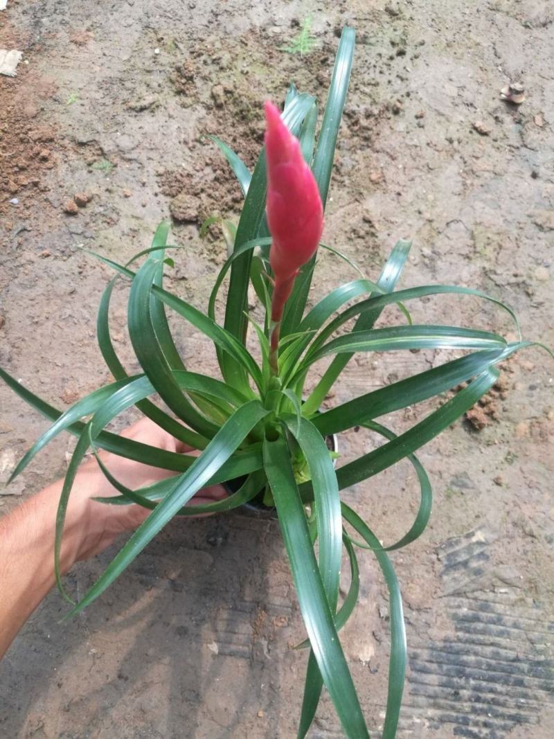 铁兰盆栽四季开花植物紫凤梨空气凤梨室内花苗铁扇公主花卉铁