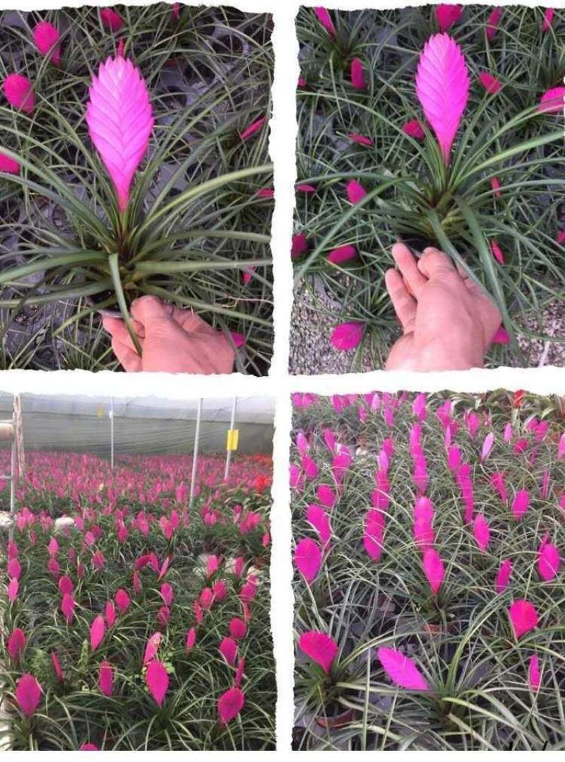 铁兰盆栽四季开花植物紫凤梨空气凤梨室内花苗铁扇公主花卉铁