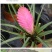 铁兰盆栽四季开花植物紫凤梨空气凤梨室内花苗铁扇公主花卉铁