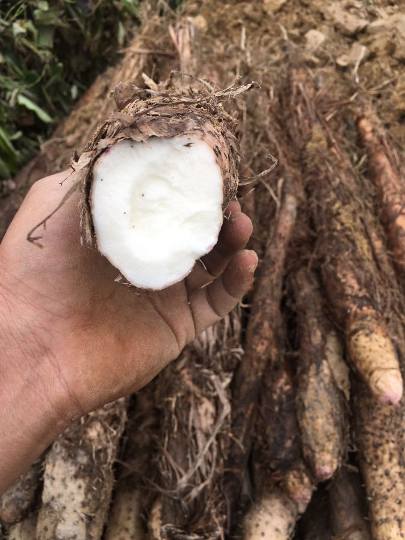 精品山药片无硫淮山片低温烘焙一手货源