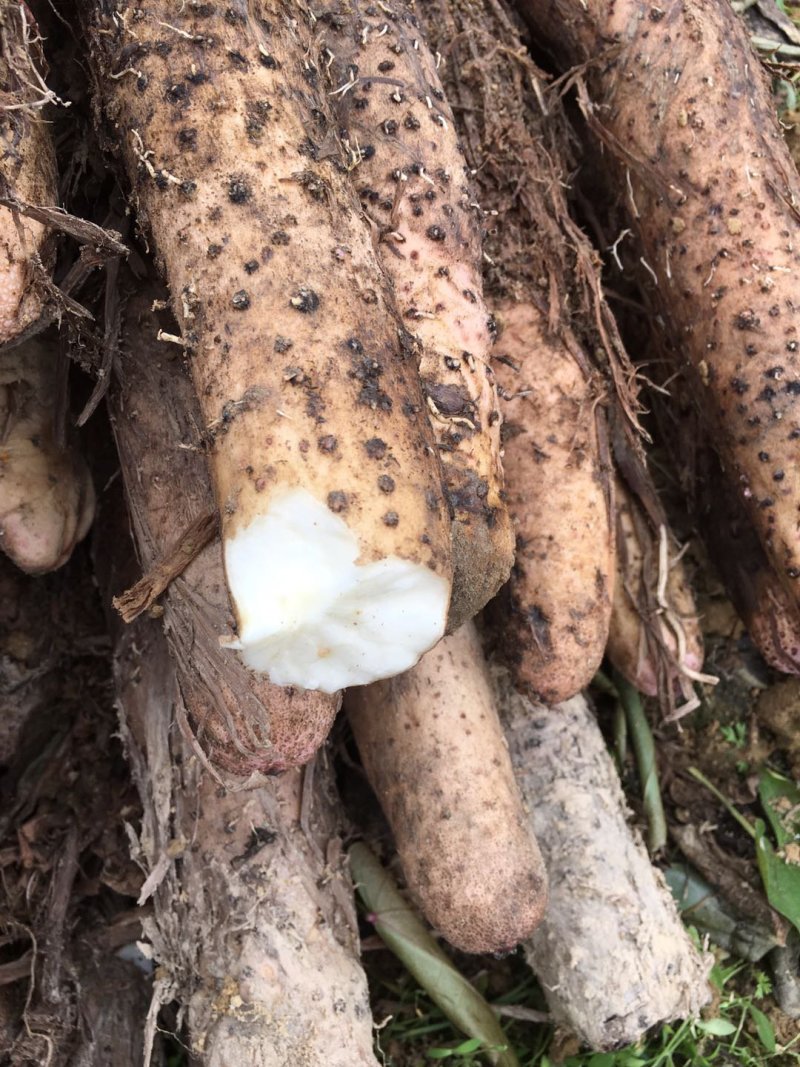 精品山药片无硫淮山片低温烘焙一手货源