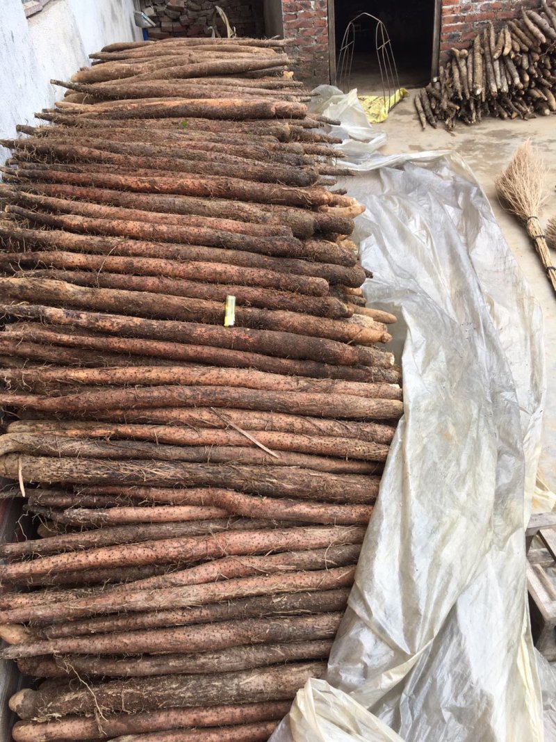 精品山药片无硫淮山片低温烘焙一手货源