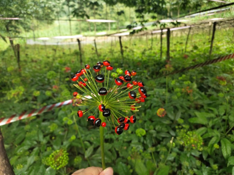 竹节人参野生三七白三七竹节三七野生种苗品种好