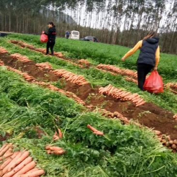 广西宾阳县农垦胡萝卜种植基地