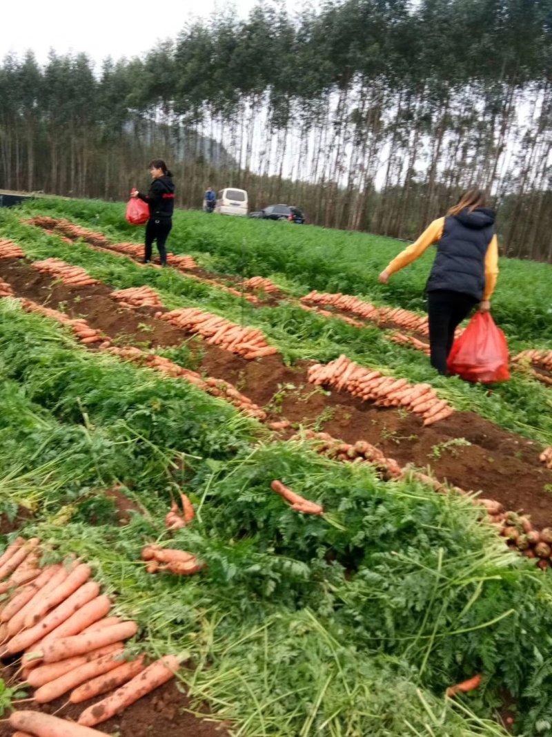 广西宾阳县农垦胡萝卜种植基地