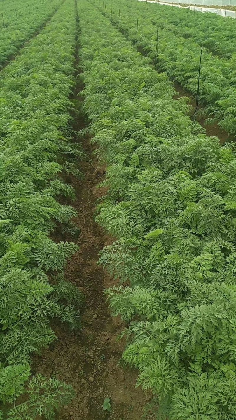 广西宾阳县农垦胡萝卜种植基地