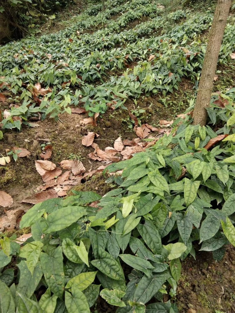 金果榄地苦胆青牛胆种苗野生苗适合种植好品种