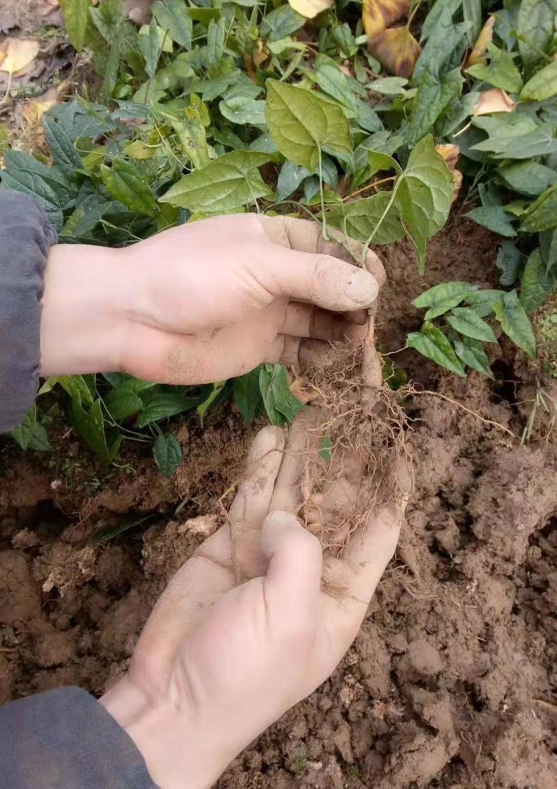 金果榄地苦胆青牛胆种苗野生苗适合种植好品种