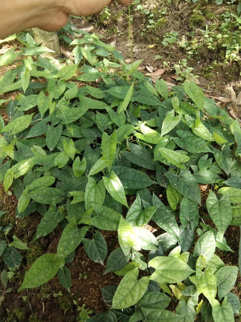 金果榄地苦胆青牛胆种苗野生苗适合种植好品种
