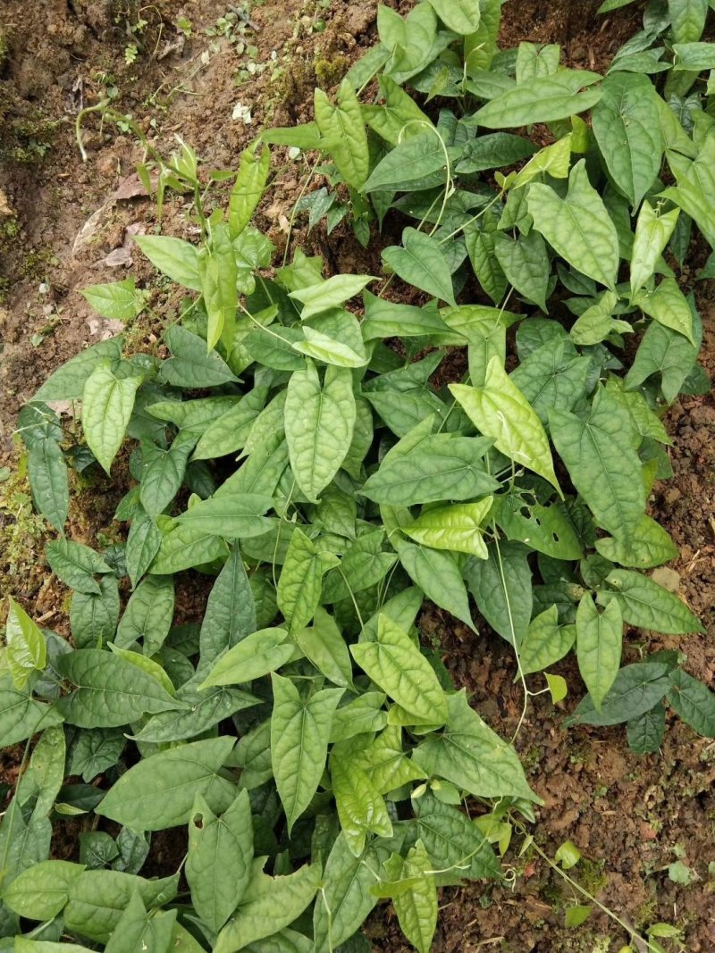 金果榄地苦胆青牛胆种苗野生苗适合种植好品种