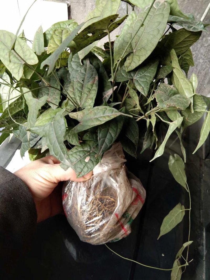 金果榄地苦胆青牛胆种苗野生苗适合种植好品种