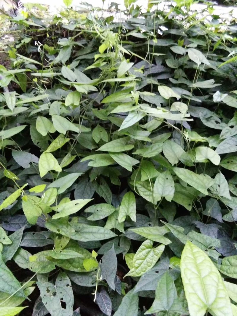 金果榄地苦胆青牛胆种苗野生苗适合种植好品种