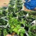 蔓花生，假花生（满地黄金）藤本植物，开花时整遍金黄色