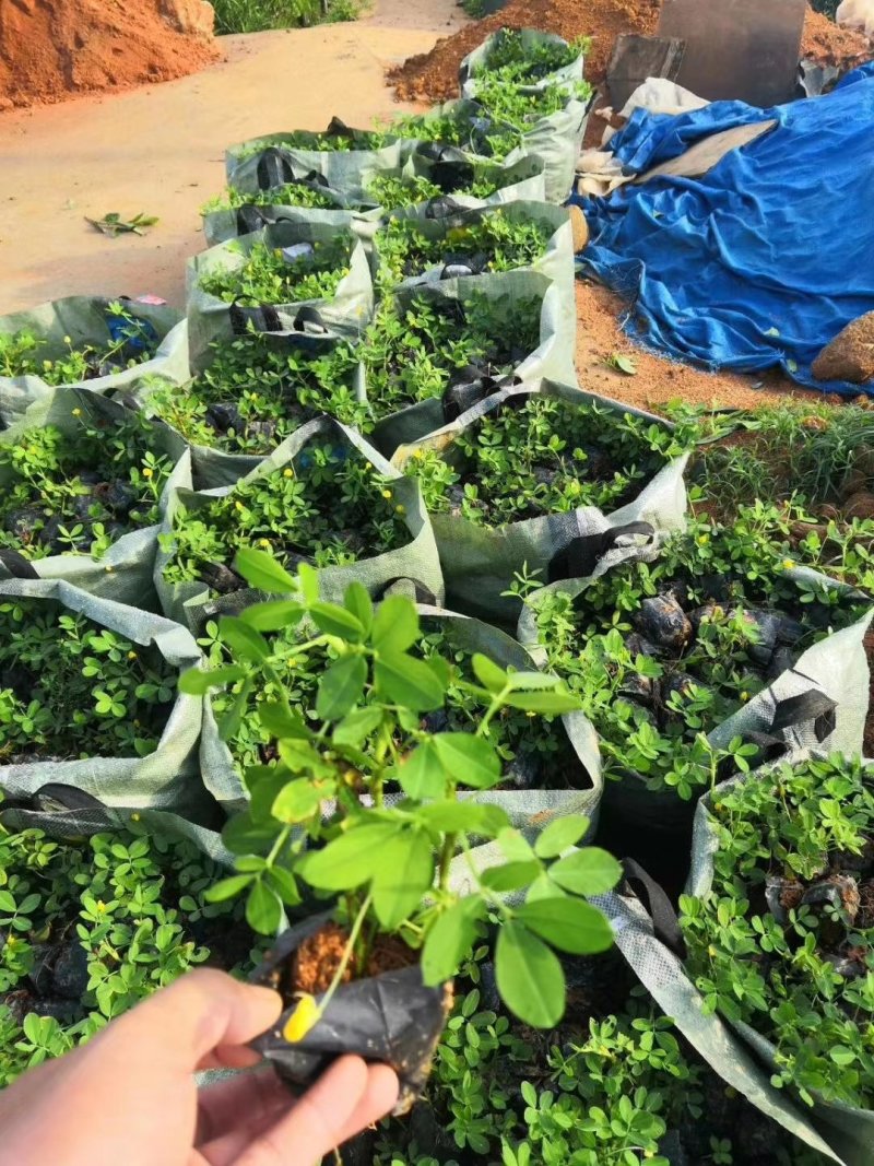 蔓花生，假花生（满地黄金）藤本植物，开花时整遍金黄色