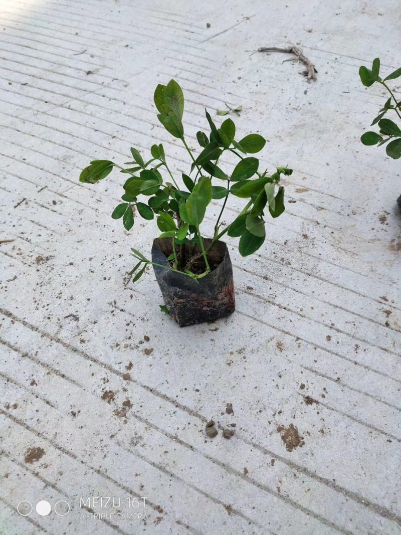 蔓花生，假花生（满地黄金）藤本植物，开花时整遍金黄色