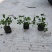 蔓花生，假花生（满地黄金）藤本植物，开花时整遍金黄色