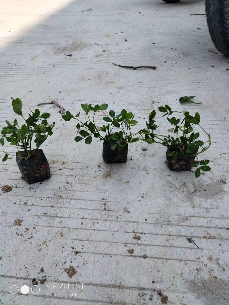 蔓花生，假花生（满地黄金）藤本植物，开花时整遍金黄色