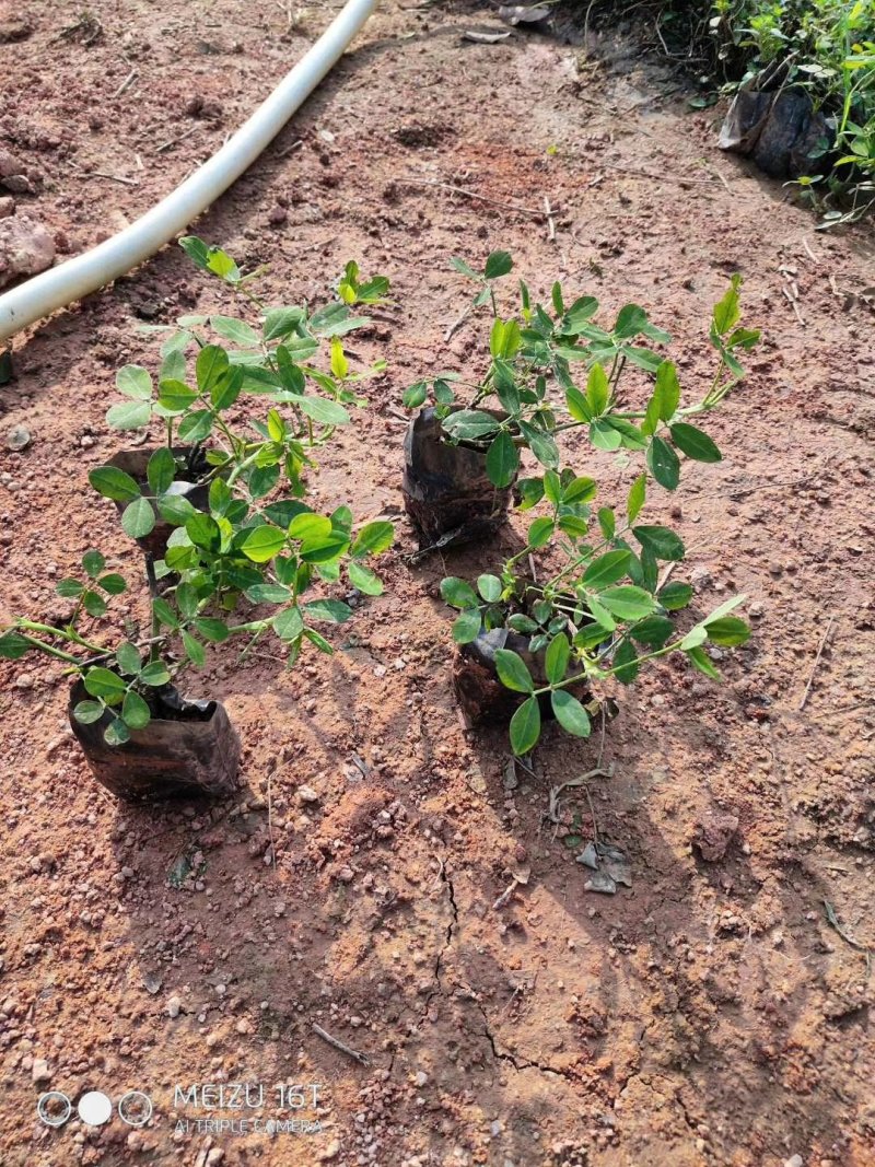 蔓花生，假花生（满地黄金）藤本植物，开花时整遍金黄色