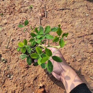 蔓花生，假花生（满地黄金）藤本植物，开花时整遍金黄色