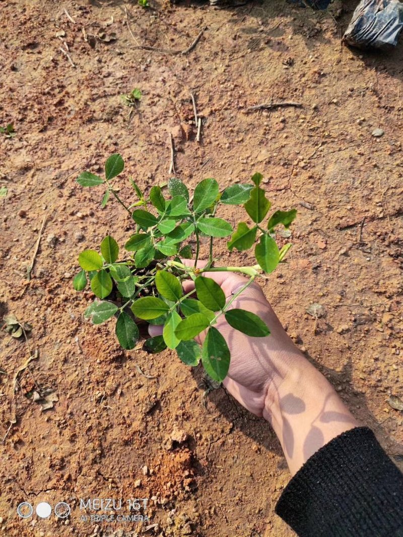 蔓花生，假花生（满地黄金）藤本植物，开花时整遍金黄色