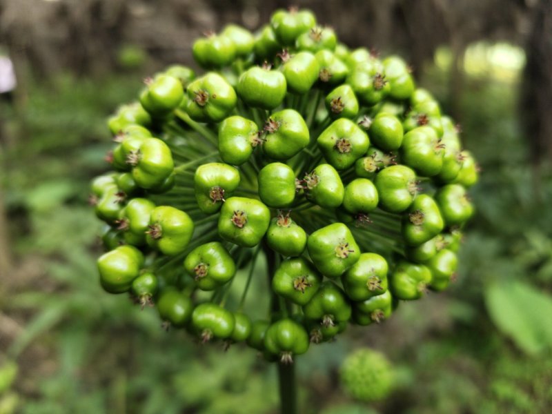 竹节参野三七白三七竹节七种苗种子种植育苗