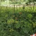 竹节参野三七白三七竹节七种苗种子种植育苗