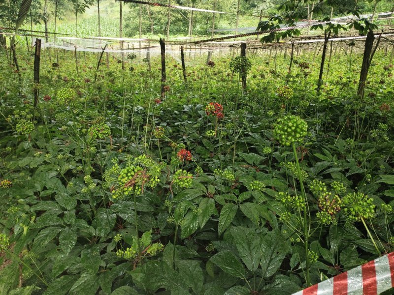 竹节参野三七白三七竹节七种苗种子种植育苗