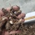 野生重楼七叶一枝花苗3-5年名贵药材经济效益高