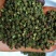 盐源青花椒！麻味足开口好！