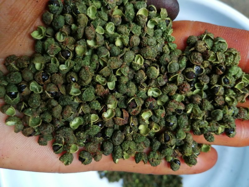 盐源青花椒！麻味足开口好！