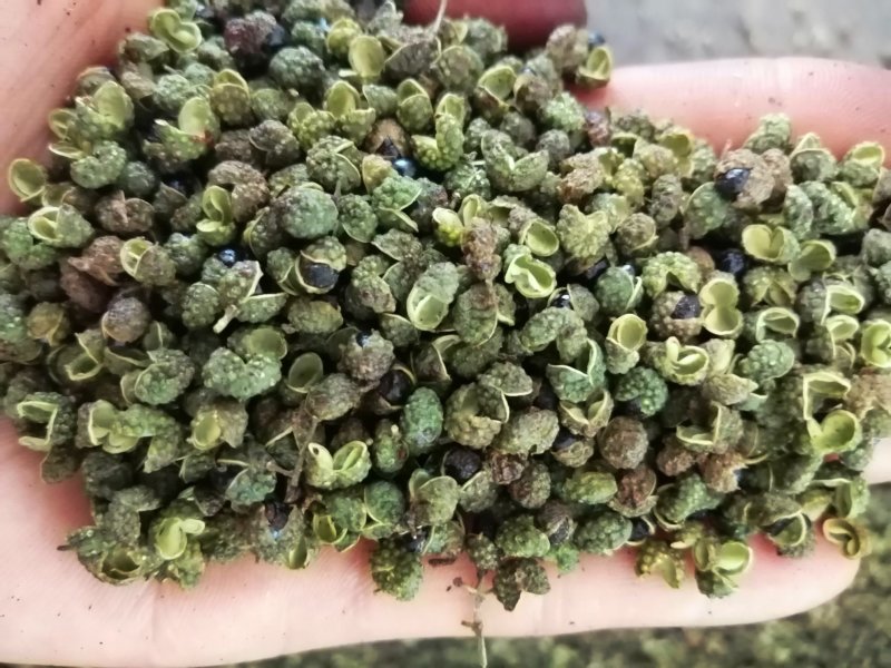 盐源青花椒！麻味足开口好！