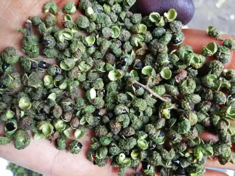 盐源青花椒！麻味足开口好！