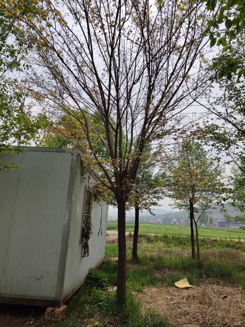 五角枫元宝枫丛生五角枫1公分至20公分，基地直销。