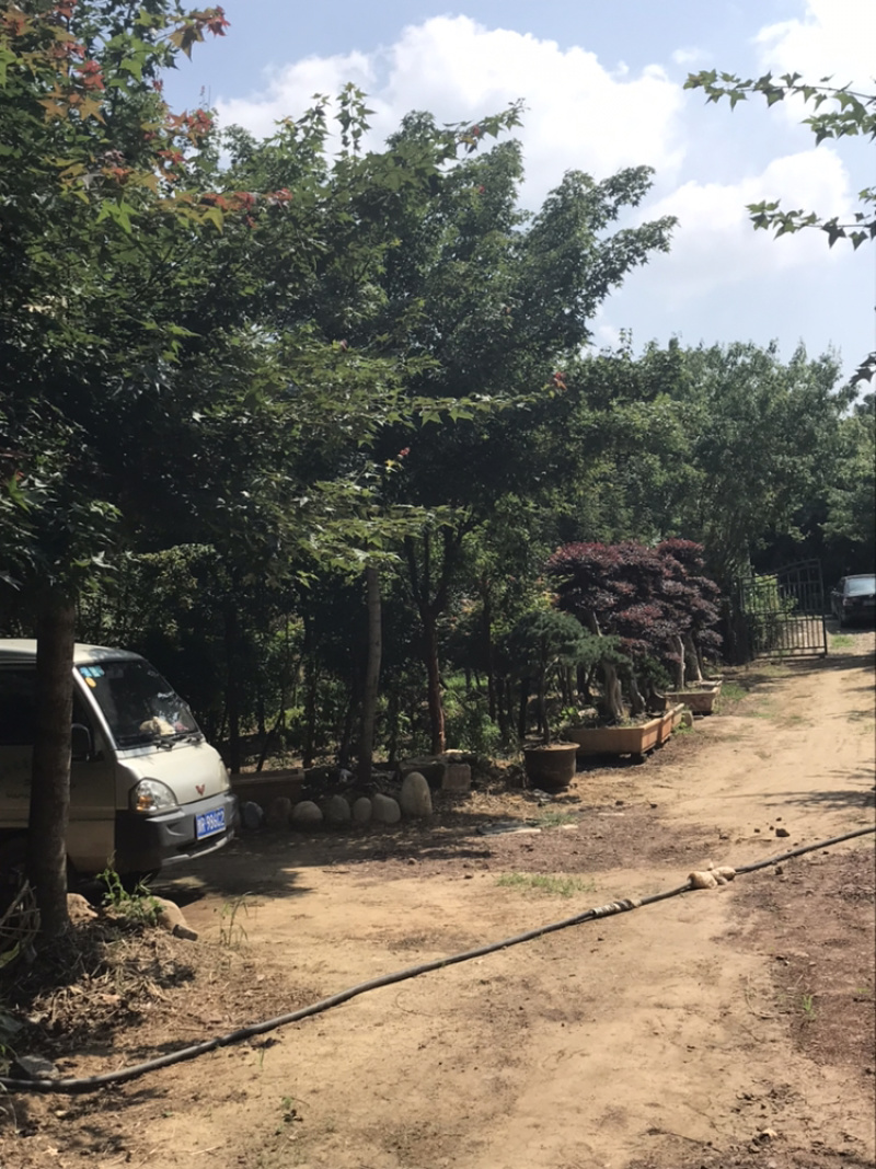 五角枫元宝枫丛生五角枫1公分至20公分，基地直销。