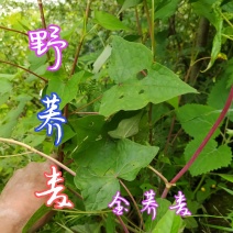 贵州毕节古夜郎大地野生中药材金荞麦野生现采现发