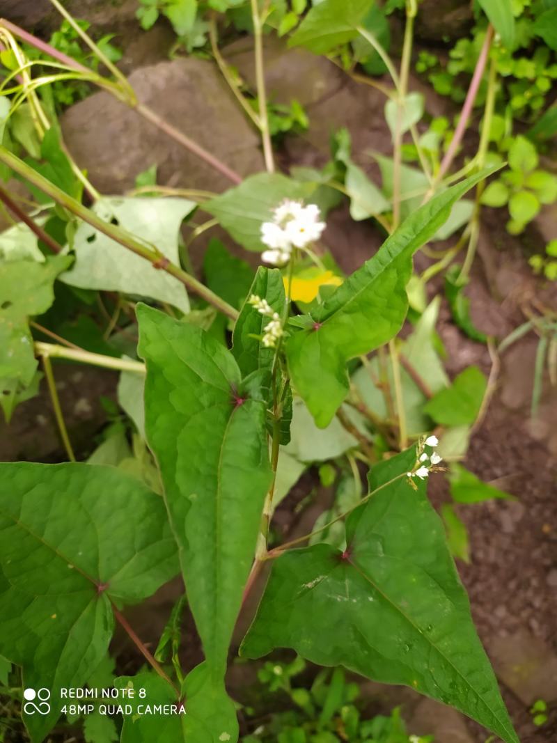 贵州毕节古夜郎大地野生中药材金荞麦野生现采现发