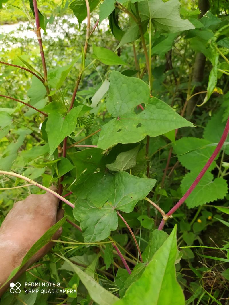 贵州毕节古夜郎大地野生中药材金荞麦野生现采现发