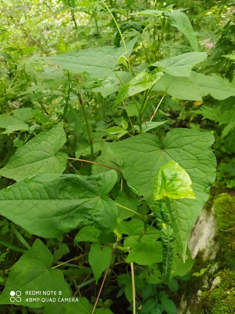 贵州毕节古夜郎大地野生中药材金荞麦野生现采现发