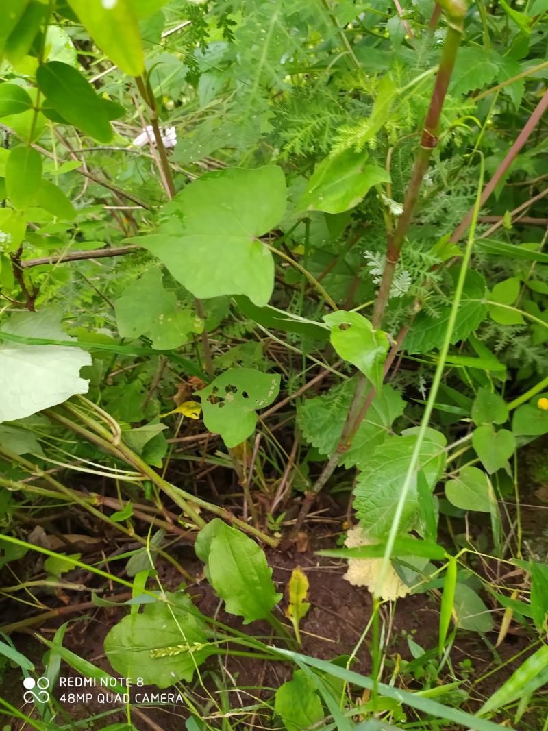 贵州毕节古夜郎大地野生中药材金荞麦野生现采现发