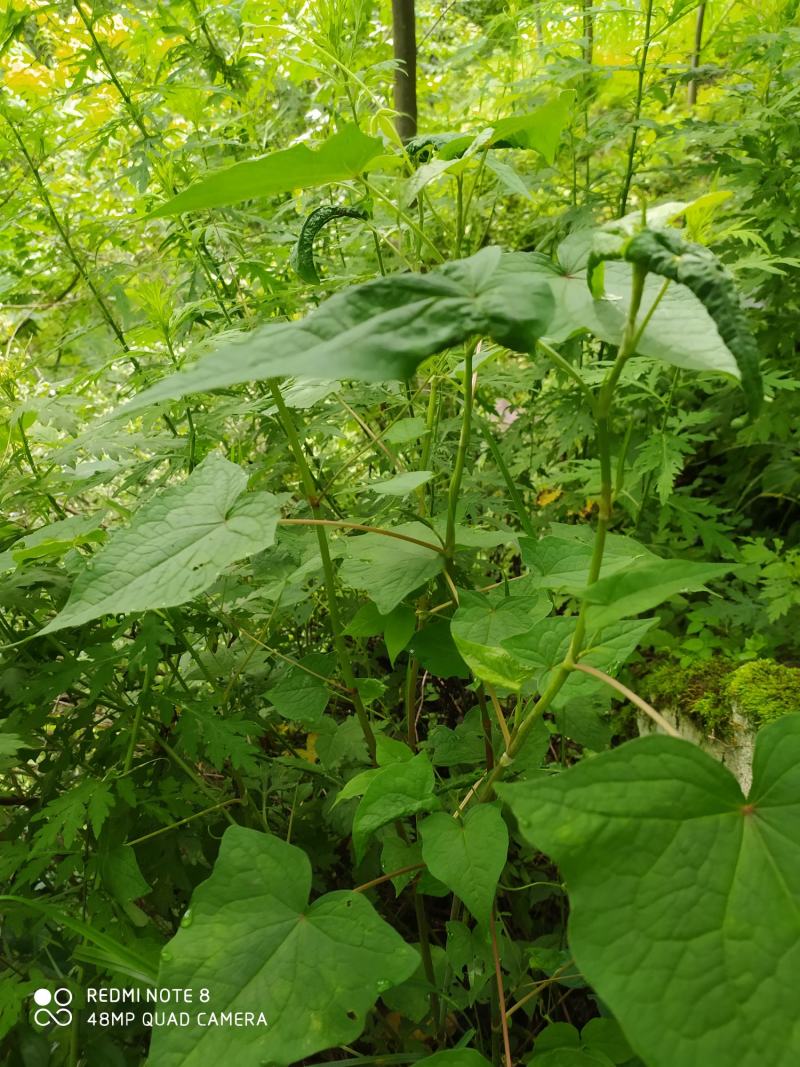 贵州毕节古夜郎大地野生中药材金荞麦野生现采现发