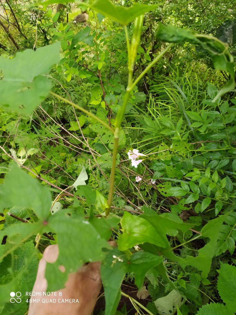 贵州毕节古夜郎大地野生中药材金荞麦野生现采现发