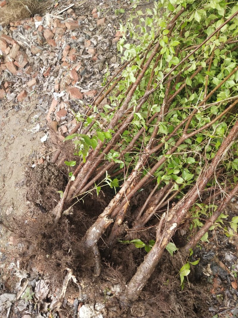 供应规格优质山茱萸苗，山茱萸苗种植基地供应。