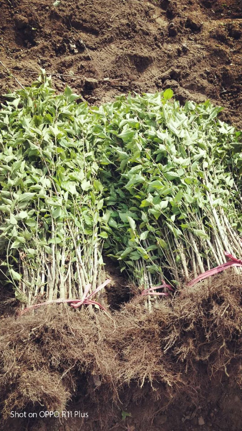 供应规格优质山茱萸苗，山茱萸苗种植基地供应。