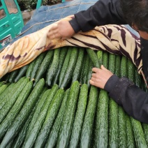 精品黄瓜大量有货欢迎广大客户前来采购诚信经营品质