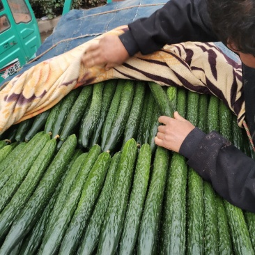 精品黄瓜大量有货欢迎广大客户前来采购诚信经营品质保障
