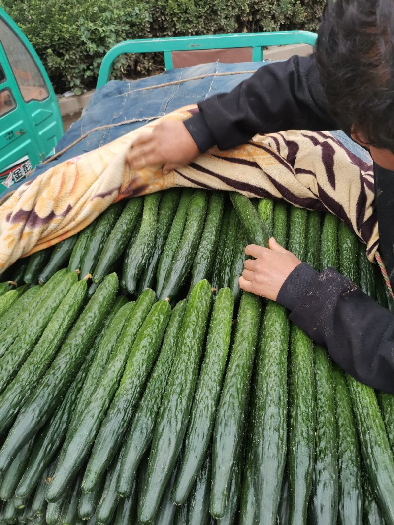 精品黄瓜大量有货欢迎广大客户前来采购诚信经营品质保障