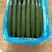 精品黄瓜大量有货欢迎广大客户前来采购诚信经营品质保障